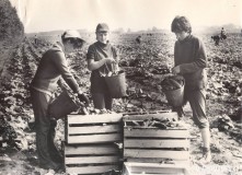 22-Совхоз-Заречный-уборка-огурцов