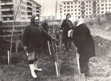 26-Горзеленстрой-посадка-тополей-в-мкр.-1-октябрь-1981-год